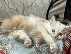 Persian Cat ( পার্সিয়ান বিড়াল)