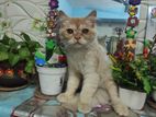 Persian Cat / পার্সিয়ান বিড়াল