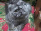 Persian Cat পার্সিয়ান বিড়াল Gender Male