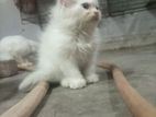 Persian cat/পার্সিয়ান বিড়াল