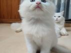 Persian cat/পার্সিয়ান বিড়াল