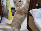 Persian Cat / পার্সিয়ান বিড়াল