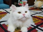 Persian Cat