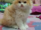 Persian Cat পারসিয়ান বিড়াল Traditional 3 Coat Long High Quality