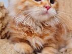 Persian Cat/পারসিয়ান কেট/বিড়াল