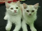 Persian cat pair sell