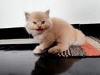 Persian Cat / Parsian kitten