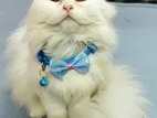Persian Cat প্রেগনেন্ট