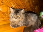 persian cat priple coat