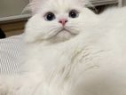 Persian cat punch face