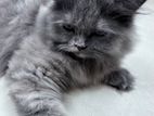 Persian Cat Pure Breed