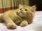 Persian Cat Sale