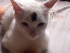 Persian Cat Sale