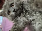 Persian Cat Sale