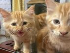 Persian Cat Sale