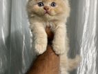 Persian cat sale