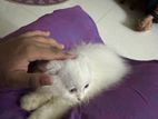 Persian Cat Sale Male