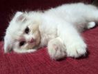 Persian Cat (Scottish fold)