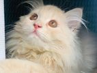 persian cat sell