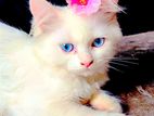 Persian Cat sell