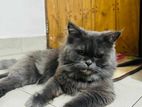 Persian cat sell