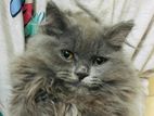 PERSIAN CAT SELL