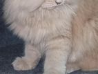 Persian Cat Sell