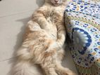 Persian Cat Sell