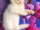 Persian cat sell