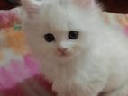 Persian Cat Sell