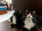 Persian cat sell