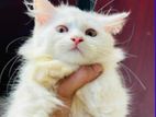 Persian Cat Sell