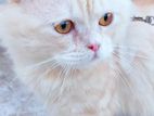 Persian cat sell