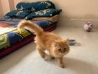 persian cat sell hbe