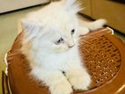 Persian cat sell hbe