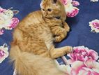 Persian Cat Sell Hobe
