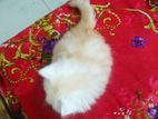 Persian cat sell korbo..!!!