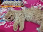 Persian Cat Sell Post