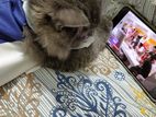 Persian cat sell post