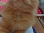Persian Cat Sell Urgent