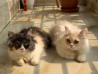 Persian Cat Sell Urgent