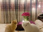 Persian Cat sell (vaccinated)