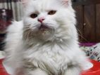Persian Cat Semi Adult Female