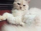 Persian Cat Single Coat