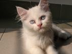 Persian cat, traditional and blue eye female kittens