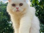 Persian cat traditional female