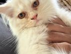 Persian cat (traditional kitten)