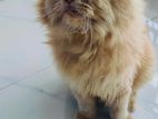 Persian Cat Triple coat doll face