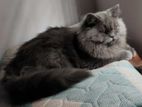 Persian cat triple Coat