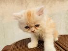 Persian Cat, Triple Coat